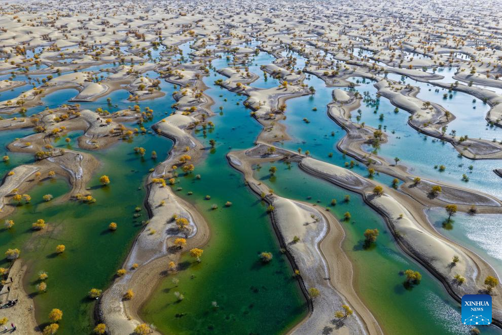 Potret : Hutan Populus Euphratica di Xinjiang, Tiongkok-Image-13