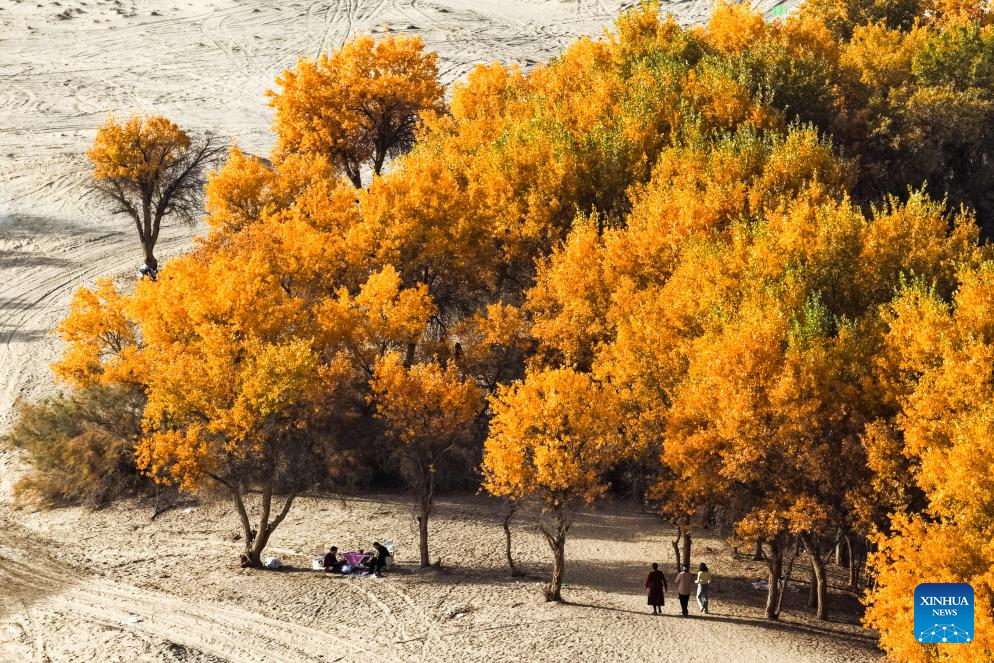 Potret : Hutan Populus Euphratica di Xinjiang, Tiongkok-Image-4