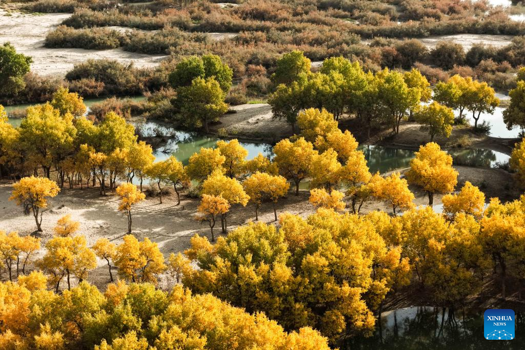 Potret : Hutan Populus Euphratica di Xinjiang, Tiongkok-Image-9