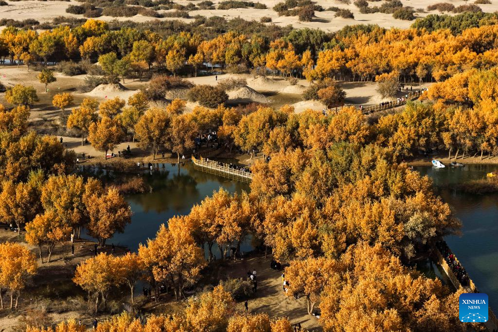 Potret : Hutan Populus Euphratica di Xinjiang, Tiongkok-Image-8