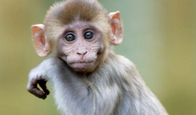 Shio Monyet 1 November 2025: Hari yang lancar bagi kamu-Image-1 Shio Monyet 1 November 2025: Hari yang lancar bagi kamu-Image-1