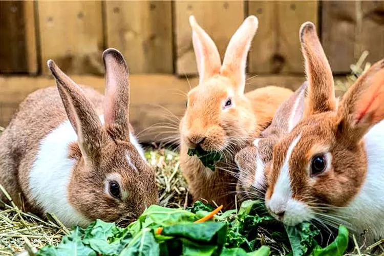 Shio Kelinci 2 November 2025: Hari ini sedang berada dalam hari penuh keberuntungan.-Image-1 Shio Kelinci 2 November 2025: Hari ini sedang berada dalam hari penuh keberuntungan.-Image-1