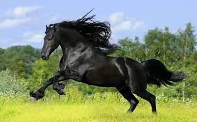 Shio Kuda 10 November 2025: Orang yang bershio ini akan menjalani hari yang lancar dan menyenangkan-Image-1