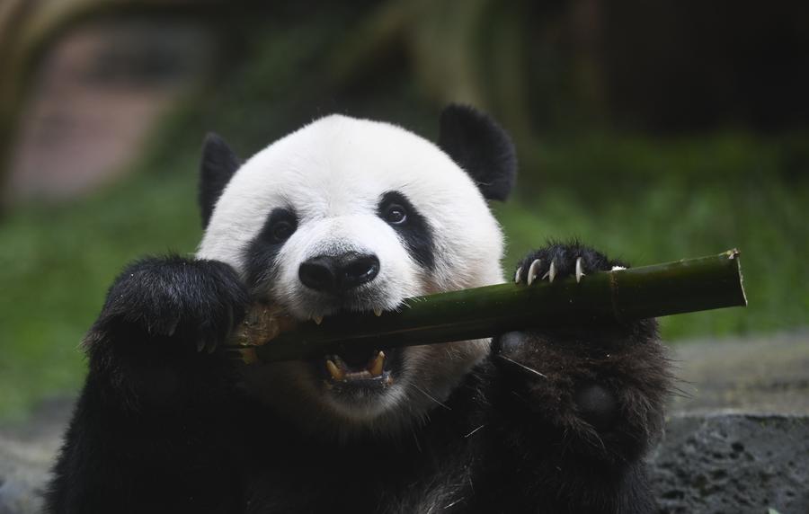 Tak Hanya Panda, Pesona Budaya China Pikat Pengunjung Istana Panda di Taman Safari Indonesia-Image-3