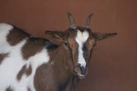 Shio Kambing12 November 2025: Hari ini kam berpotensi mendapat rezeki tambahan-Image-1 Shio Kambing12 November 2025: Hari ini kam berpotensi mendapat rezeki tambahan-Image-1