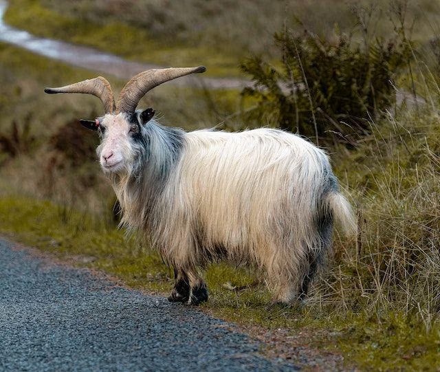 Shio Kambing 17 November 2025: Hari ini penuh semangat seperti musim semi-Image-1