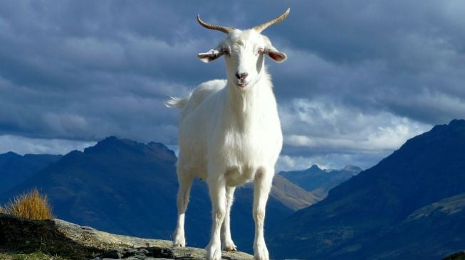 Shio Kambing 21 November 2025: Orang ini mendapat keberuntungan besar hari ini-Image-1