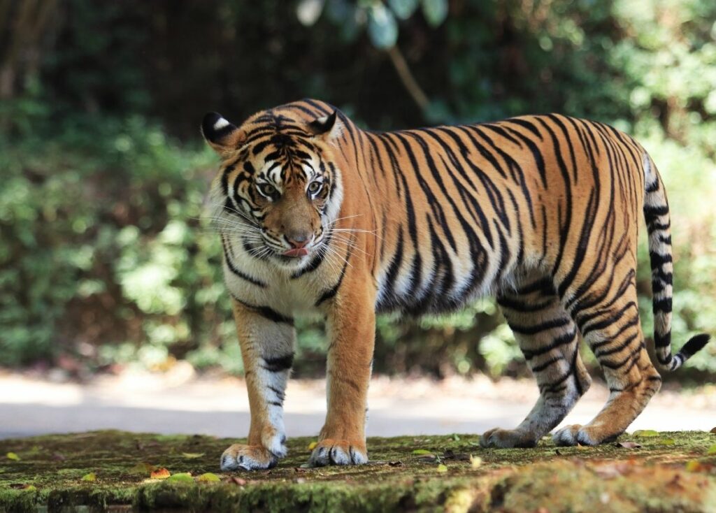 Shio Harimau 25 November 2025: Orang bershio ini dinaungi bintang keberuntungan-Image-1