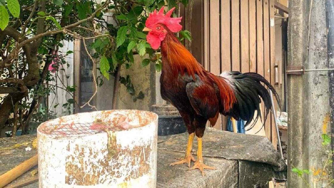 Shio Ayam 28 November 2025: Orang bersio ini sangat beruntung-Image-1 Shio Ayam 28 November 2025: Orang bersio ini sangat beruntung-Image-1