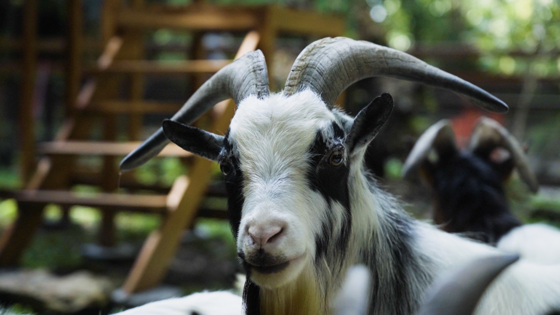 Shio Kambing 3 Desember 2025: miliki suasana hati yang sangat baik hari ini-Image-1