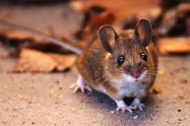 Shio Tikus 5 Desember 2025: Orang bershio ini menjalani hari dengan penuh percaya diri-Image-1 Shio Tikus 5 Desember 2025: Orang bershio ini menjalani hari dengan penuh percaya diri-Image-1