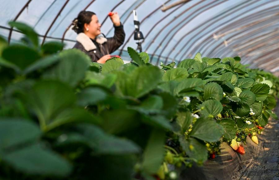 Jelang Major Snow, Pertanian di Seluruh China &hellip;