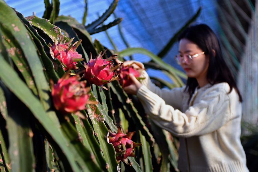 Jelang Major Snow, Pertanian di Seluruh China Sibuk Menuai Hasil-Image-2 Jelang Major Snow, Pertanian di Seluruh China Sibuk Menuai Hasil-Image-2