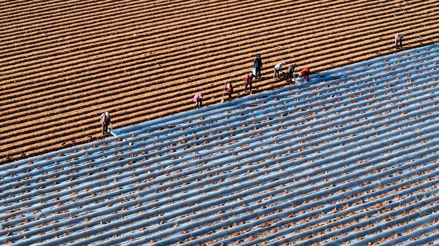 Jelang Major Snow, Pertanian di Seluruh China Sibuk Menuai Hasil-Image-3 Jelang Major Snow, Pertanian di Seluruh China Sibuk Menuai Hasil-Image-3