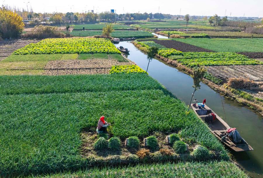 Jelang Major Snow, Pertanian di Seluruh China Sibuk Menuai Hasil-Image-5 Jelang Major Snow, Pertanian di Seluruh China Sibuk Menuai Hasil-Image-5