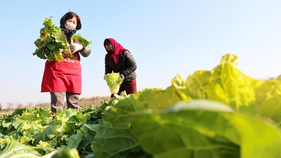 Jelang Major Snow, Pertanian di Seluruh China Sibuk Menuai Hasil-Image-7 Jelang Major Snow, Pertanian di Seluruh China Sibuk Menuai Hasil-Image-7