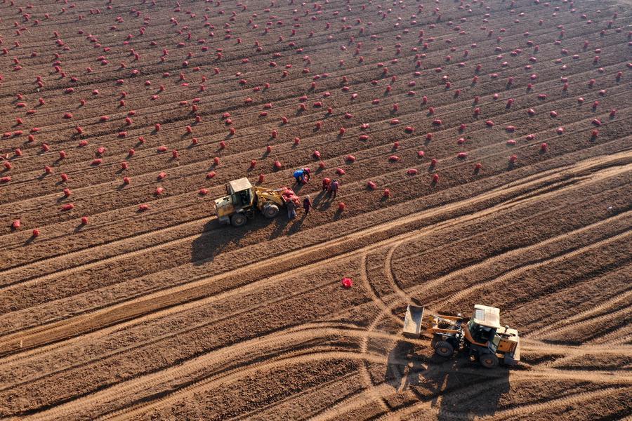 Jelang Major Snow, Pertanian di Seluruh China Sibuk Menuai Hasil-Image-8 Jelang Major Snow, Pertanian di Seluruh China Sibuk Menuai Hasil-Image-8