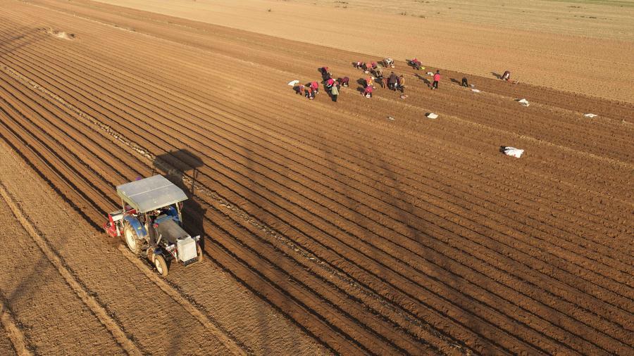 Jelang Major Snow, Pertanian di Seluruh China Sibuk Menuai Hasil-Image-10 Jelang Major Snow, Pertanian di Seluruh China Sibuk Menuai Hasil-Image-10