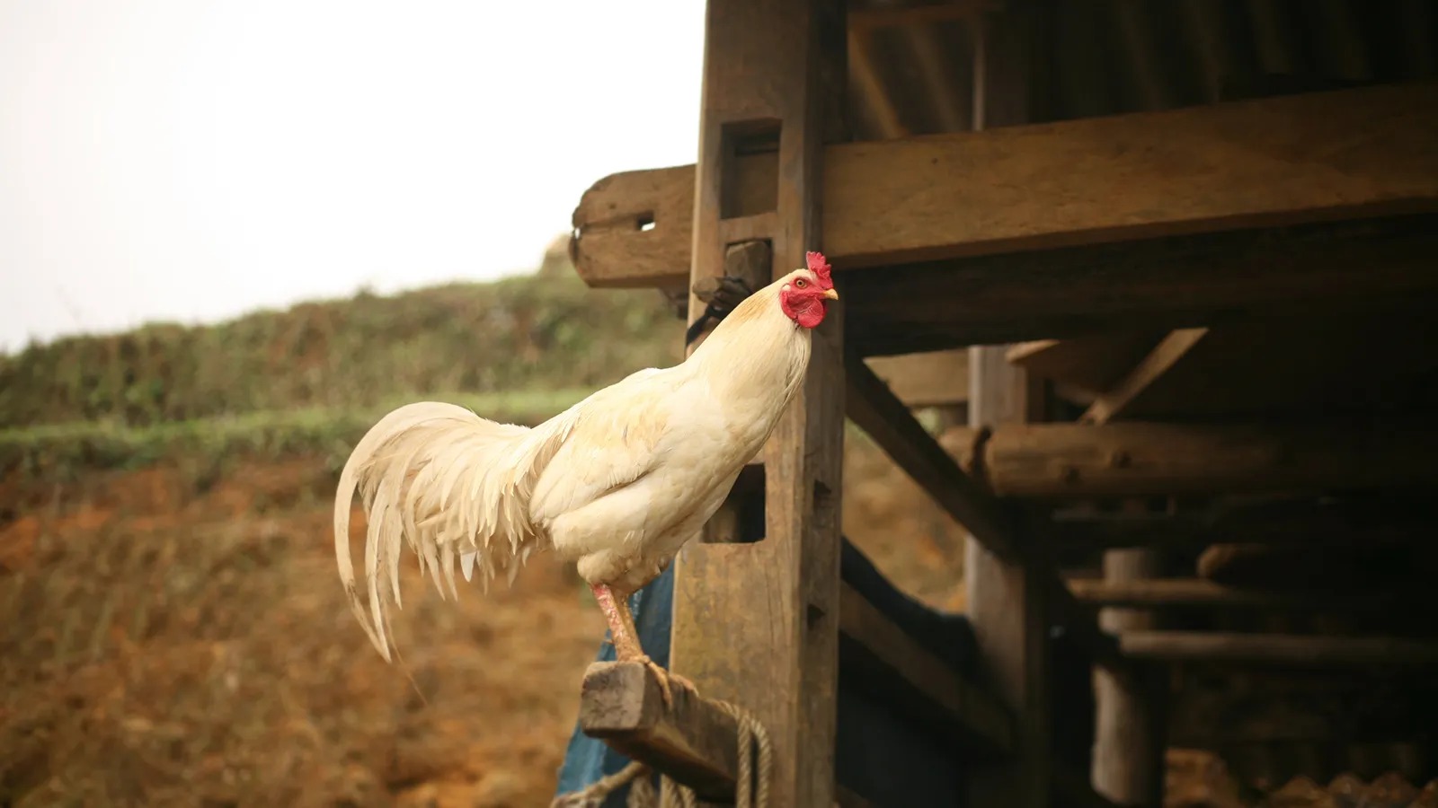 Shio Ayam 9 Desember 2025: Hari ini keberuntungan benar-benar luar biasa-Image-1 Shio Ayam 9 Desember 2025: Hari ini keberuntungan benar-benar luar biasa-Image-1