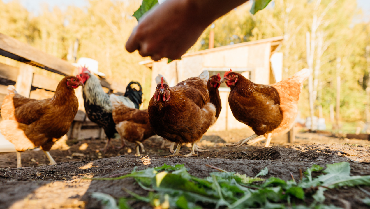 Shio Ayam 11 Desember 2025: Orang bershio ini benar-benar mengalami hari penuh keberuntungan-Image-1 Shio Ayam 11 Desember 2025: Orang bershio ini benar-benar mengalami hari penuh keberuntungan-Image-1