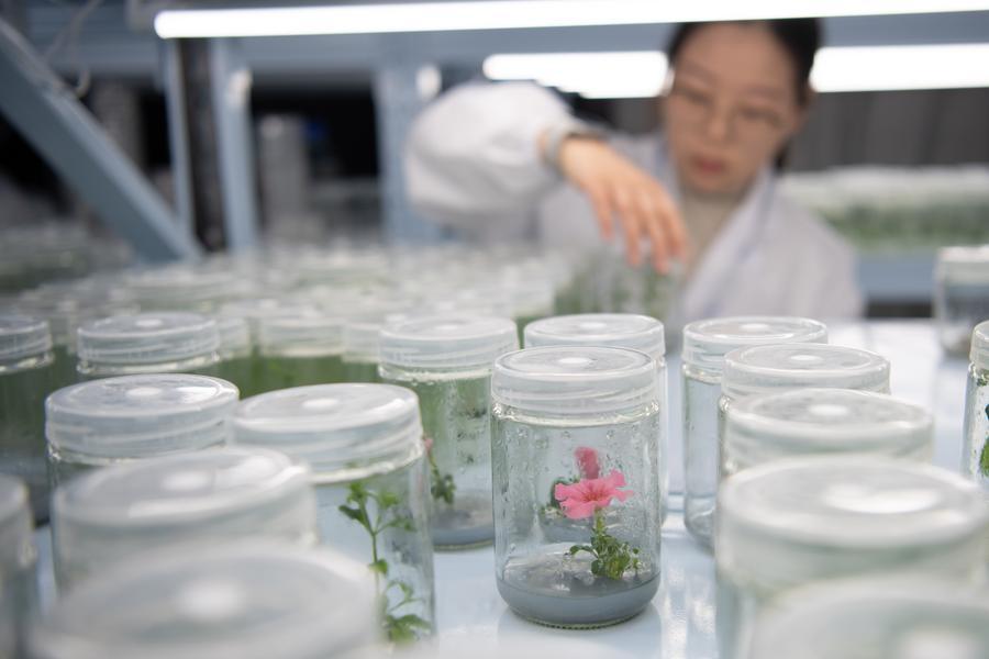 GLOBALink: Peneliti China Kembangkan Tanaman yang Mampu Bercahaya Sendiri-Image-2 GLOBALink: Peneliti China Kembangkan Tanaman yang Mampu Bercahaya Sendiri-Image-2