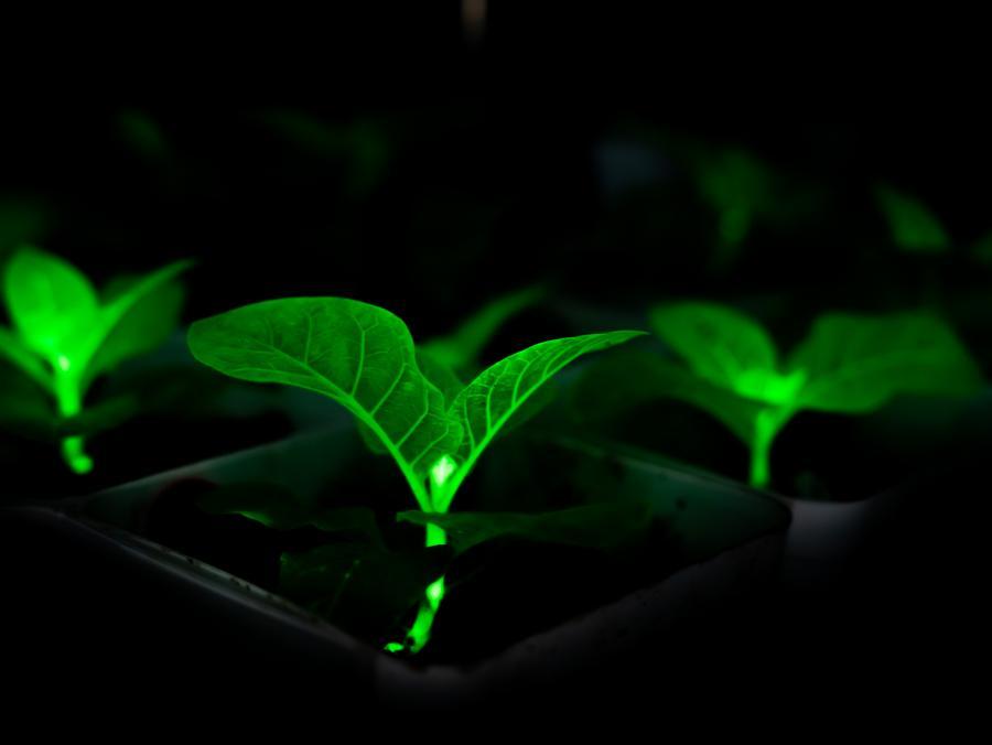 GLOBALink: Peneliti China Kembangkan Tanaman yang Mampu Bercahaya Sendiri-Image-3 GLOBALink: Peneliti China Kembangkan Tanaman yang Mampu Bercahaya Sendiri-Image-3