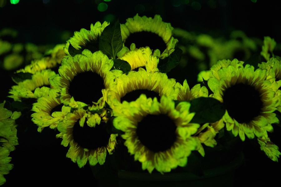 GLOBALink: Peneliti China Kembangkan Tanaman yang Mampu Bercahaya Sendiri-Image-4 GLOBALink: Peneliti China Kembangkan Tanaman yang Mampu Bercahaya Sendiri-Image-4