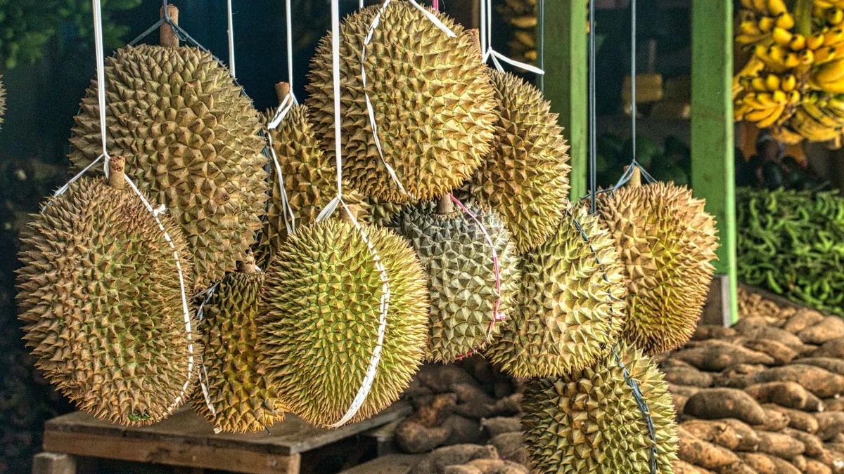 Tok.. Indonesia Bakal Ekspor 48 ton Durian Beku ke China-Image-1 Tok.. Indonesia Bakal Ekspor 48 ton Durian Beku ke China-Image-1