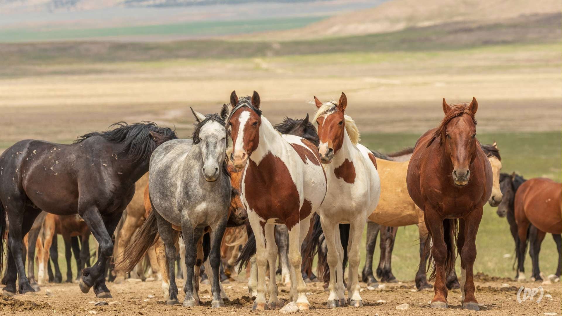 Shio Anjing 12 Desember 2025: Hari ini shio Kuda memiliki kondisi mental yang sangat baik-Image-1