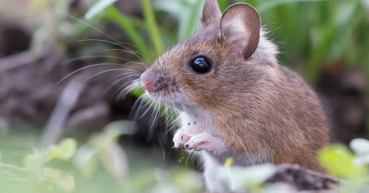 Shio 17 Desember 2025: Hari yang penuh keberuntungan bagi shio Tikus masa sulit berlalu-Image-1