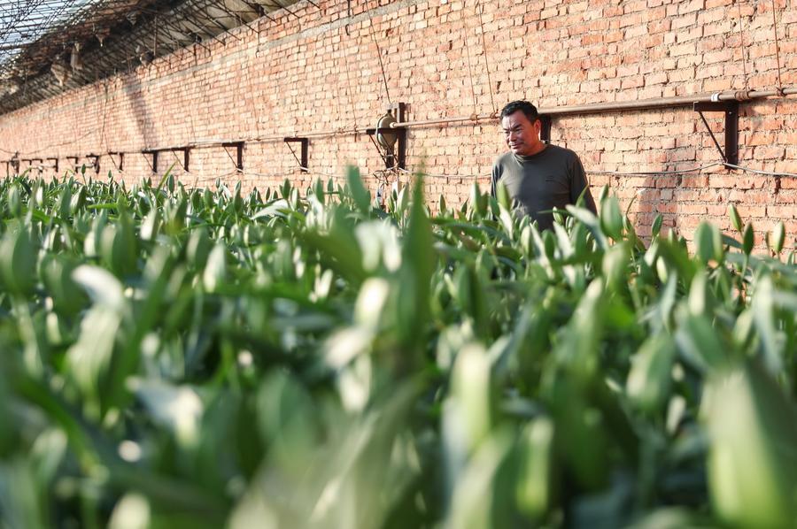 Kebijakan Baru Tiongkok, Gelar Profesional Bagi Petani Generasi Baru-Image-1