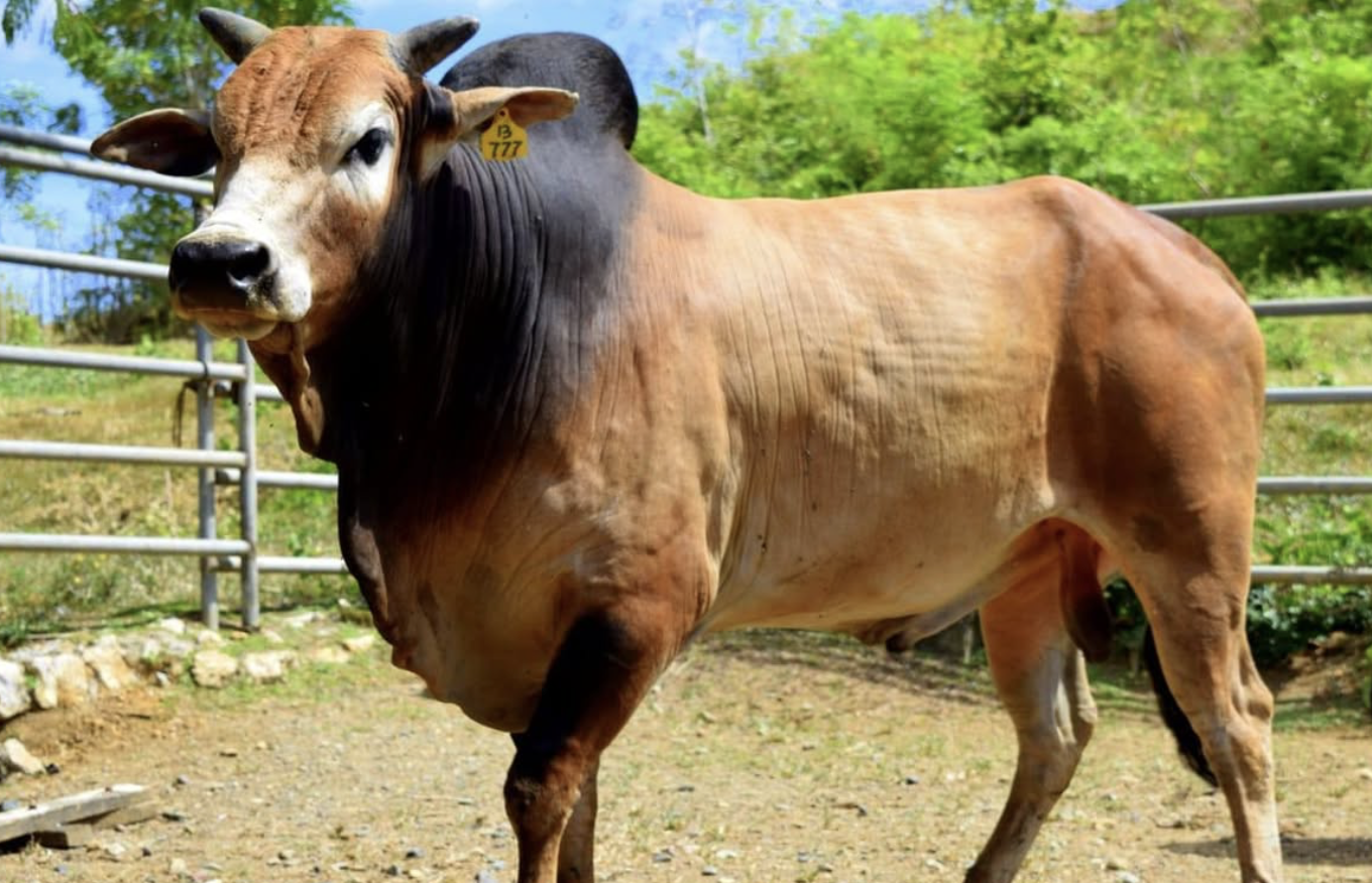 Shio Sapi 26 Desember 2025: Hari yang sangat membawa keberuntungan-Image-1