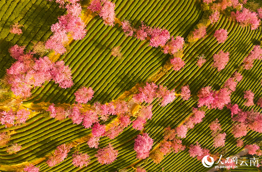 Kontras Musim: Saat Utara Bersalju, Lembah Sakura Wuliang Diliputi Mekar Musim Dingin-Image-3