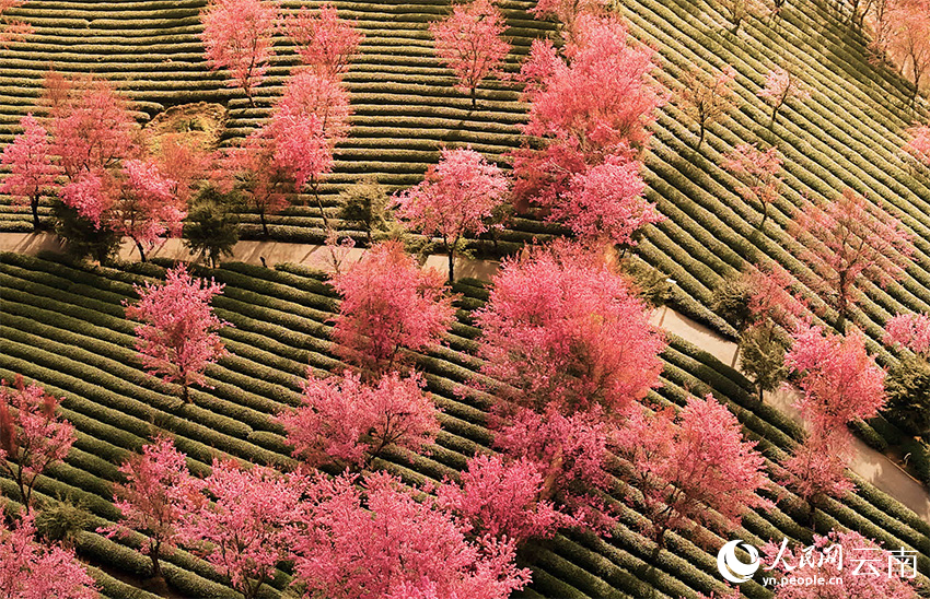 Kontras Musim: Saat Utara Bersalju, Lembah Sakura Wuliang Diliputi Mekar Musim Dingin-Image-2