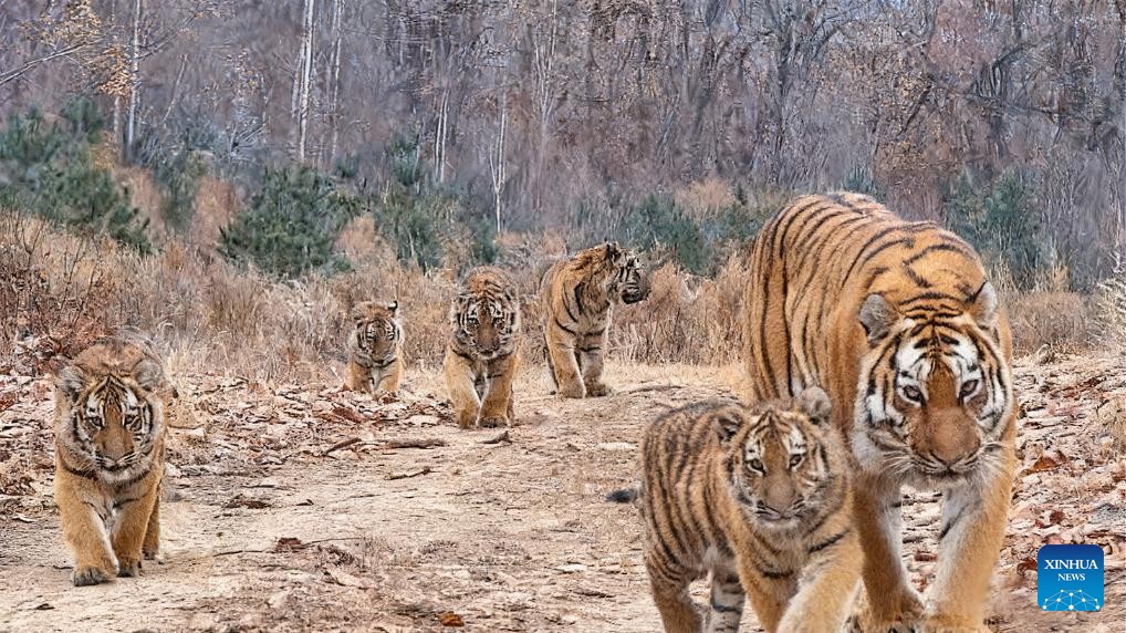 China Catat Kemunculan Perdana Harimau Siberia Lahirkan Lima Anak di Alam Liar-Image-1