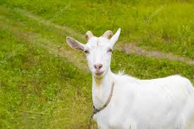 Shio Kambing 30 Desember 2025: Keberuntungan finansial tambahan sangat kuat-Image-1