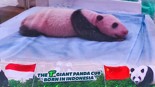 Bayi Panda Satrio Wiratama Genap Berumur 40 Hari-Image-2