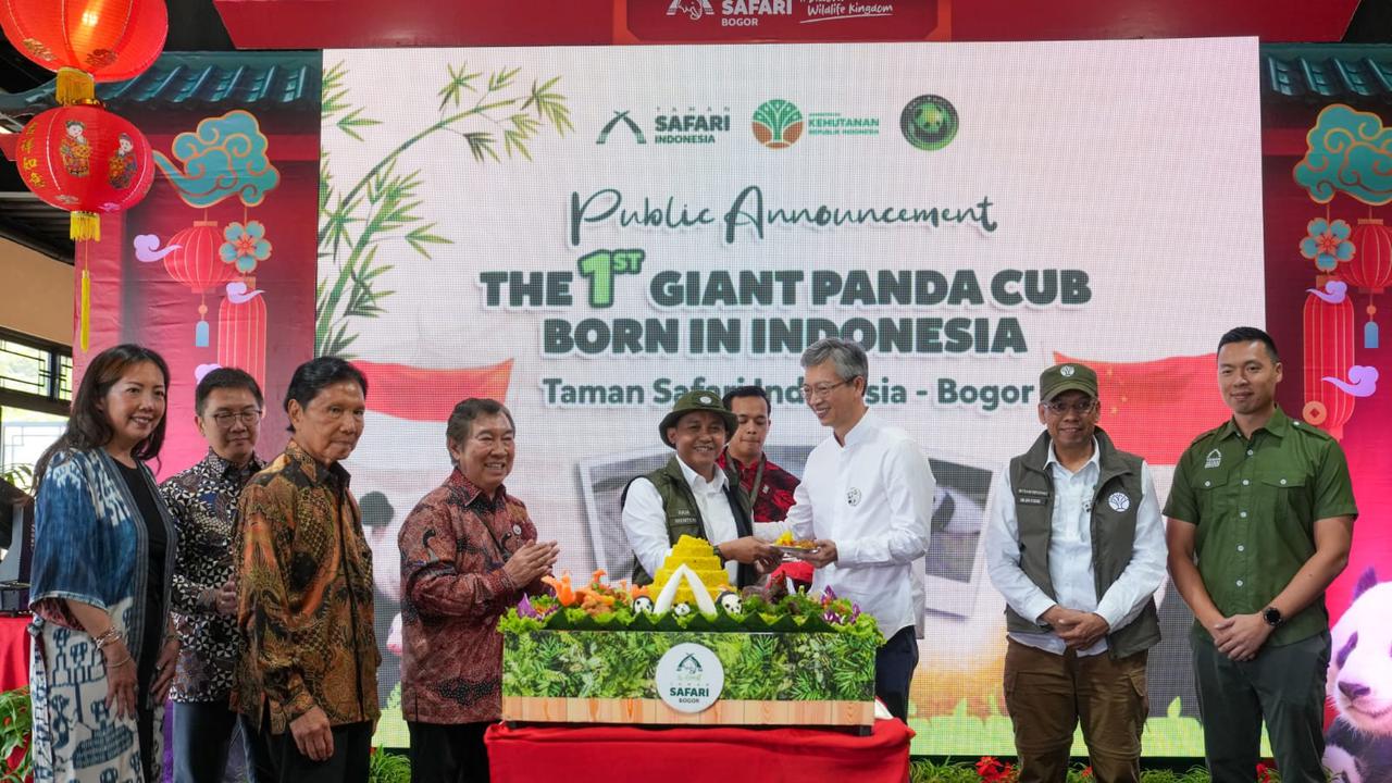 Bayi Panda Satrio Wiratama Genap Berumur 40 Hari-Image-1