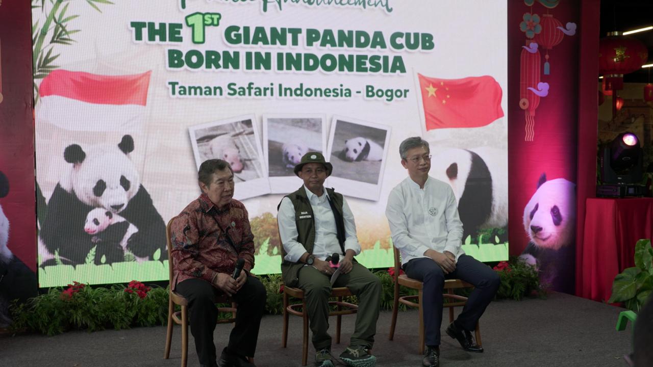 Bayi Panda Satrio Wiratama Genap Berumur 40 Hari-Image-3