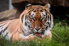 Shio Harimau 13 Januari 2026: Hari ini memiliki banyak peluang-Image-1 Shio Harimau 13 Januari 2026: Hari ini memiliki banyak peluang-Image-1