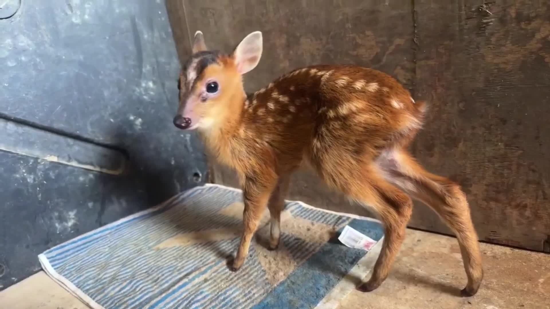 Ikatan Menyentuh Hati antara Kijang yang &hellip;
