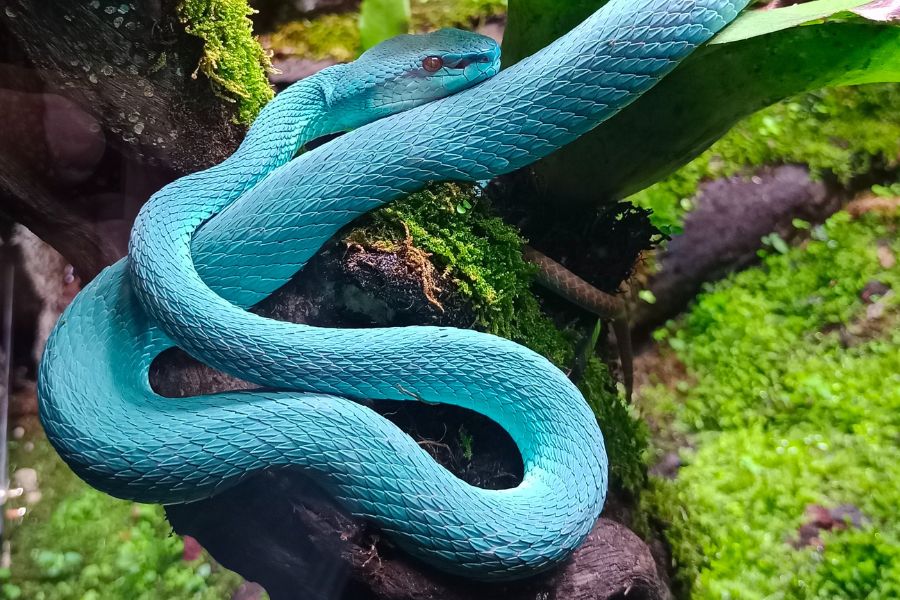 Shio Ular 19 Januari 2026: Hari ini mampu fokus dalam kerja maupun belajar-Image-1