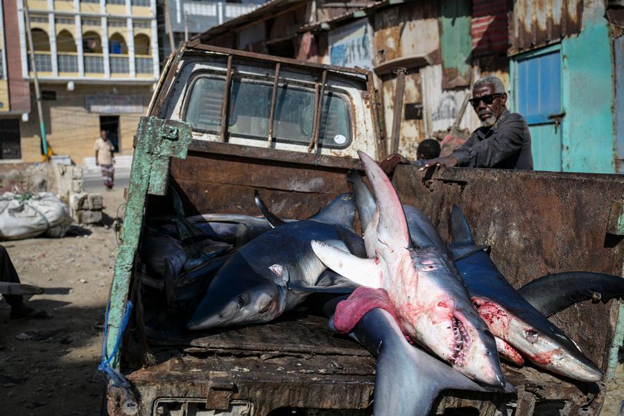 Menilik Sekilas Potret Kehidupan di Sepanjang Pesisir Pantai Mogadishu, Somalia-Image-9 Menilik Sekilas Potret Kehidupan di Sepanjang Pesisir Pantai Mogadishu, Somalia-Image-9