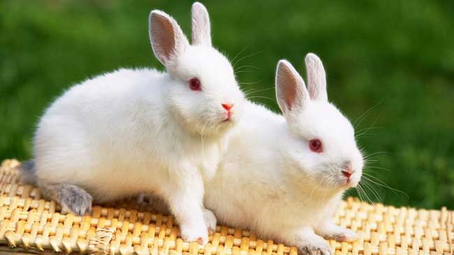 Shio Kelinci 21 Januari 2026: Orang ini penuh semangat dan energi-Image-1 Shio Kelinci 21 Januari 2026: Orang ini penuh semangat dan energi-Image-1