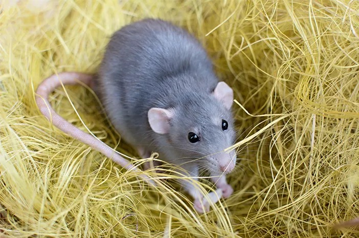 Shio Tikus 22 Januari 2026: Hari ini keberuntungan finansial cukup bagus-Image-1 Shio Tikus 22 Januari 2026: Hari ini keberuntungan finansial cukup bagus-Image-1