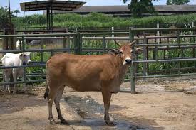 Shio Sapi 23 Januari 2026: Orang bershio ini akan berpikir cepat dan responsif-Image-1 Shio Sapi 23 Januari 2026: Orang bershio ini akan berpikir cepat dan responsif-Image-1