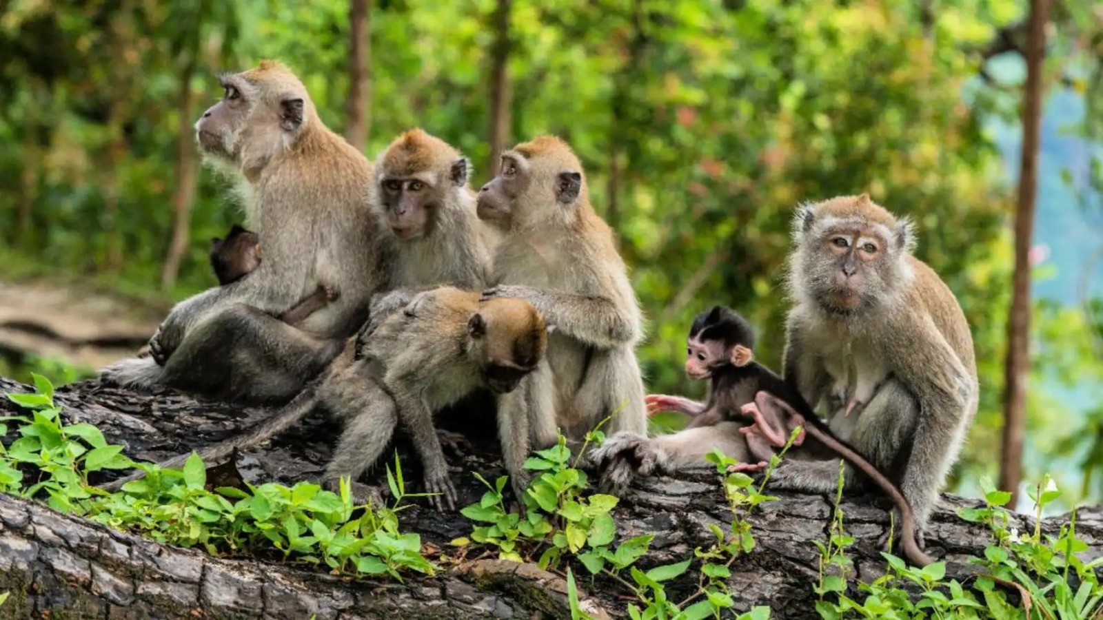 Shio Monyet 26 Januari 2026: Menjalani hari serba lancar-Image-1