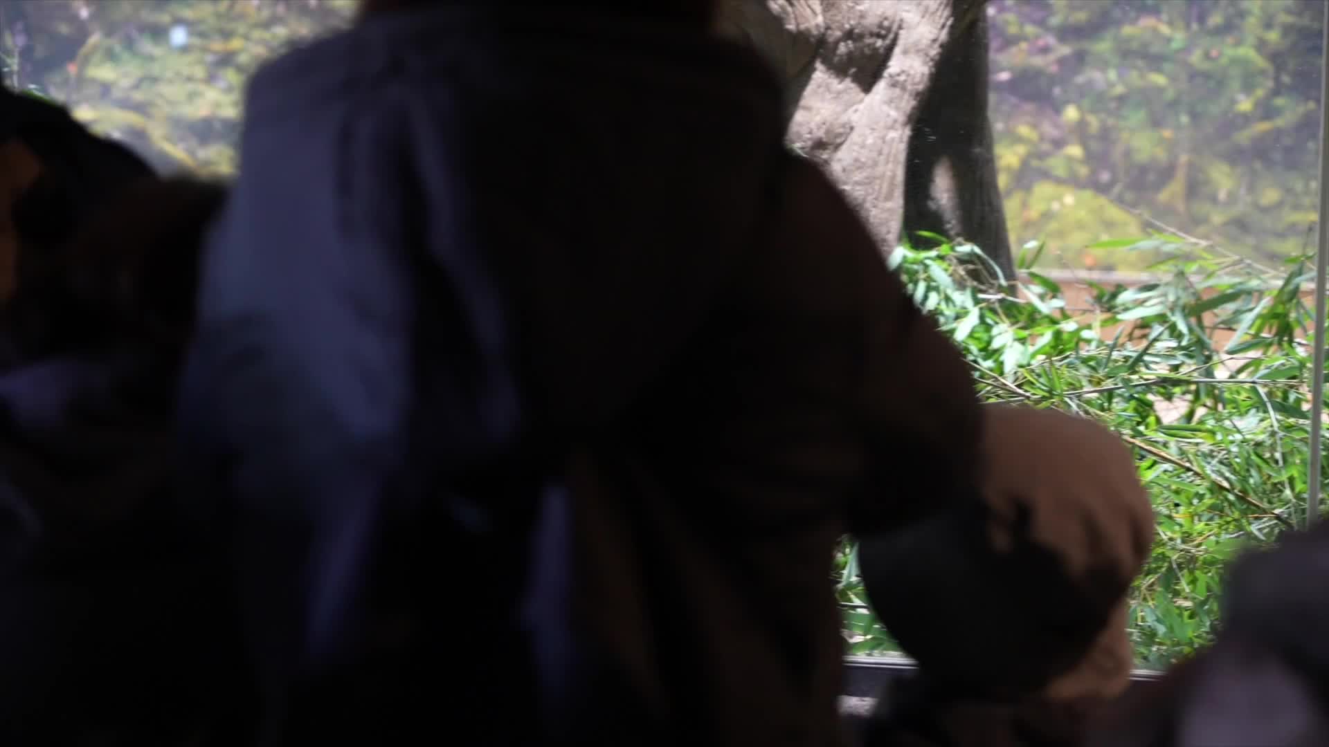 Pengunjung Ucapkan Selamat Tinggal pada Panda &hellip;