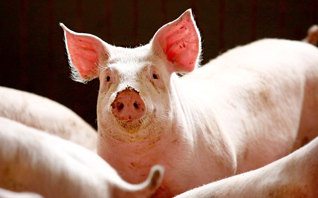 Shio Babi 28 Januari 2026: Hari Ini penuh energi dan ide cemerlang-Image-1 Shio Babi 28 Januari 2026: Hari Ini penuh energi dan ide cemerlang-Image-1