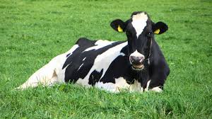 Shio Sapi 4 Februari 2026: Hari ini berada dalam kondisi sangat baik-Image-1